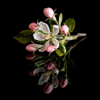 Apple blossom time