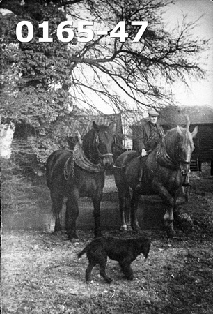 Mr Harry Carter sitting on one of the horses from Burches Farm and Green Farm.   1943