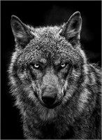 Grey Wolf