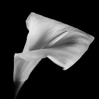 Calla Lilly