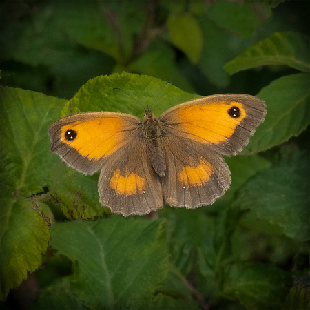 Gatekeeper (Pyronia tithonus)