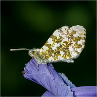 Orange Tip