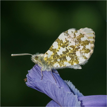 Orange Tip