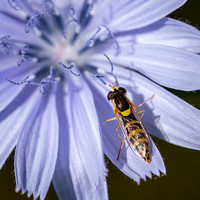 Hoverfly on Chicory