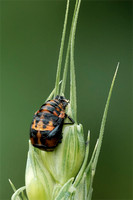 Ladybird transformation