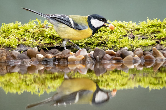 Blue Tit refelction