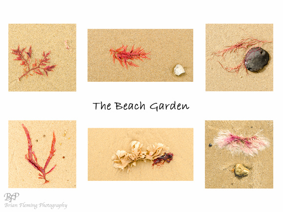 Beach Garden