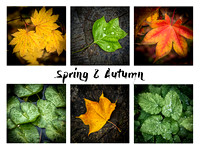 Spring and Autumn